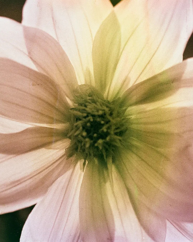 A wacky waving inflatable arm tube man standing in front of a carnival